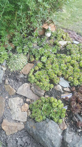 sempervivum mix