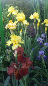 iris germanica mix; &quot;sultans palace&quot;, &quot;lemon twist&quot;
