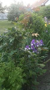 iris germanica mix