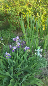 iris germanica mix