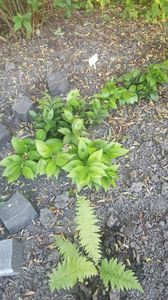 ruscus hypoglossum