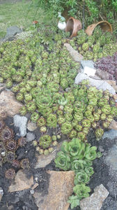 sempervivum mix