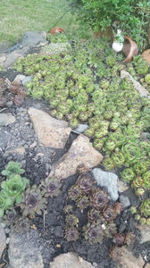 sempervivum mix