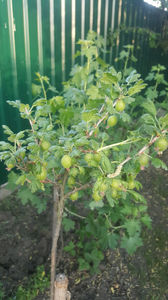 ribes uva crispa(agris)