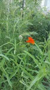 papaver orientale