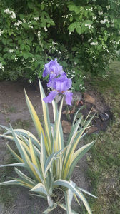 iris germanica variegata