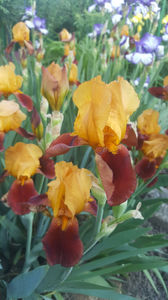 iris germanica mix; &quot;gai luron&quot;
