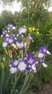 iris germanica mix; &quot;loop the loop&quot;
