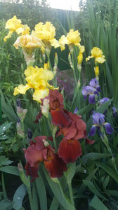 iris germanica mix; &quot;sultans palace&quot;, &quot;lemon twist&quot;
