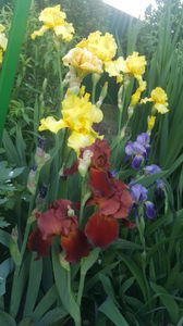 iris germanica mix; &quot;sultans palace&quot;, &quot;lemon twist&quot;
