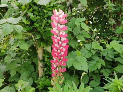 Lupin (cafeluță)