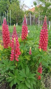 Lupin rosu