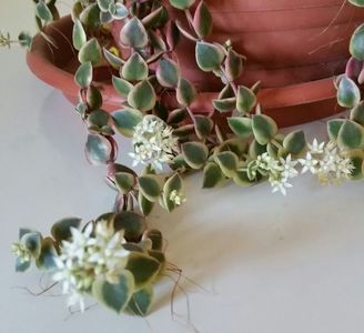 Inflorirea de toamna