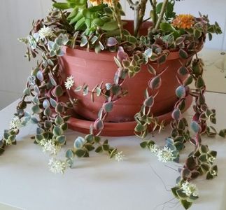 este cu floricele galbene