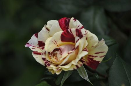 _DSC0008