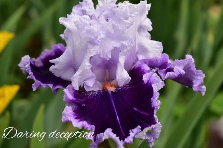 AddText_05-31-02.28.31