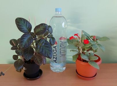 ; Pet-ul de 2 L este pentru a va da seama de dimensiunea plantelor.
