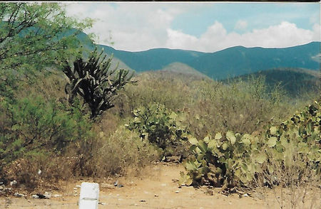 Rezervația de cactuși