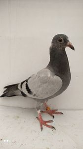 vandut