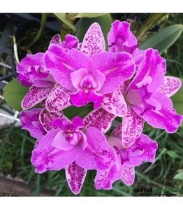orhidee-cattleya-monte-elegante-parfumata; Imagine de pe net
