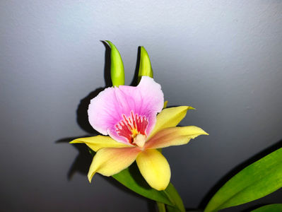 A inflorit dupa doi ani :)  (un pui mic mic adus din Ro. in 2019).