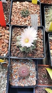 Thelocactus rinconensis