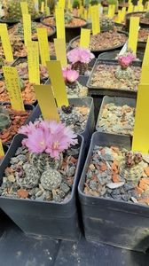 Gymnocalycium bruchii