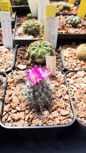 Gymnocactus vierecki