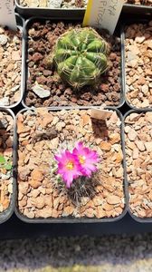 Gymnocactus vierecki