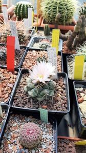 Thelocactus rinconensis