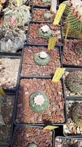 Lophophora williamsii