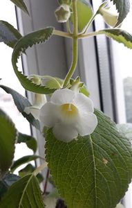 Frunza cred ca e ciupita de paianjenul anual