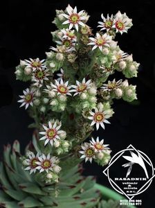 suculenta Sempervivum-calcareum