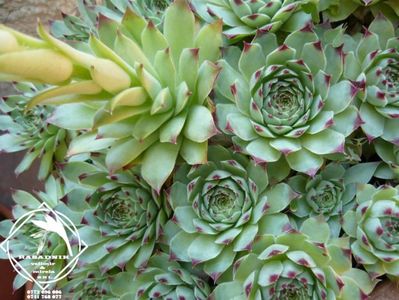 suculenta Sempervivum-calcareum