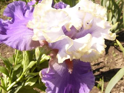P1370899