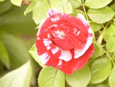 P1380198