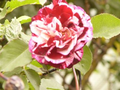 P1380232