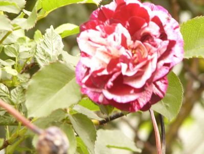 P1380233