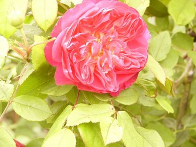 P1380239