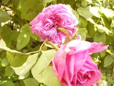 P1380385