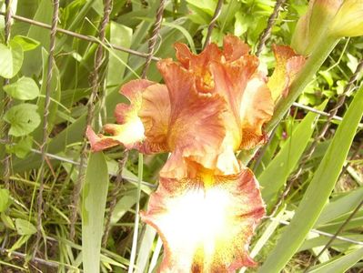 P1380411
