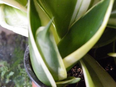 sans jade variegata 20