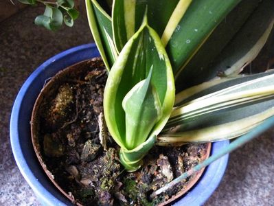 sansevieria black gold extreme 30