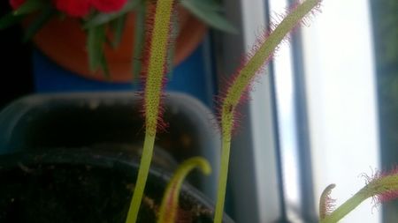 Drosera Capensis giant