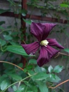 ; Clematis Necunoscut
