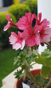 Fairy Phlox