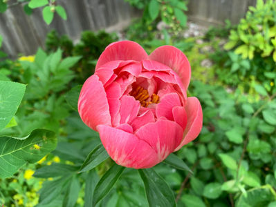 Coral Charm Peony