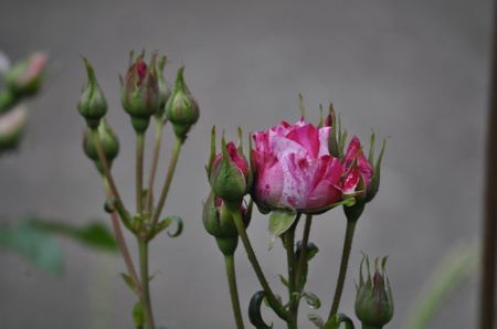 _DSC0008
