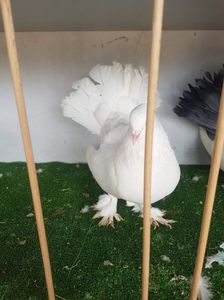 received_451333869303206