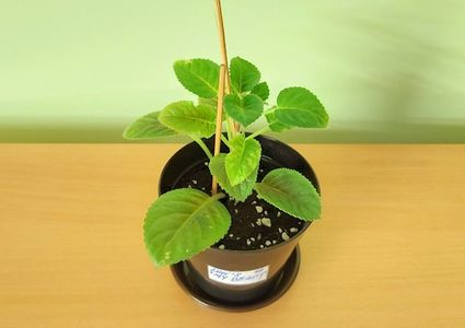 Sinningia Luci.s My Beauty (15) -rez.AV; Planta tanara inradacinata in ghiveci de 11 cm = 15 Lei
